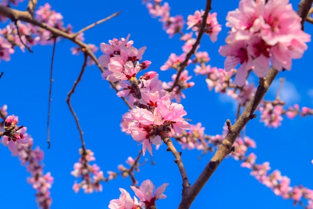 Pink Cherry Blossoms city park