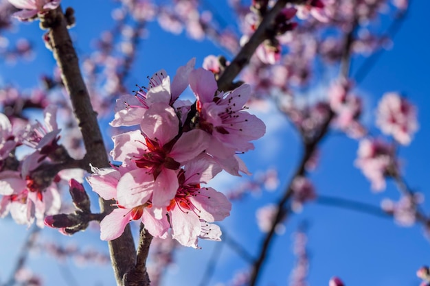 ピンクの桜の都市公園