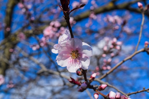 ピンクの桜の都市公園