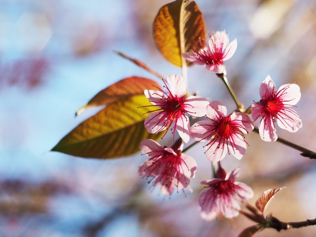 Pink cherry blossoms flower in full bloom