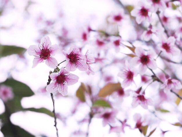 Pink cherry blossoms flower in full bloom