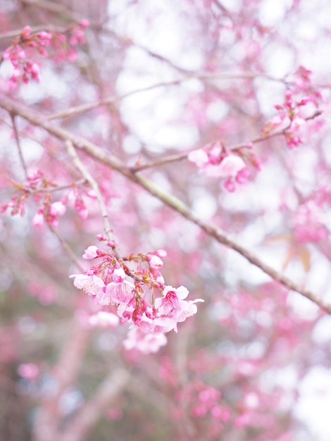 写真 満開のピンクの桜の花