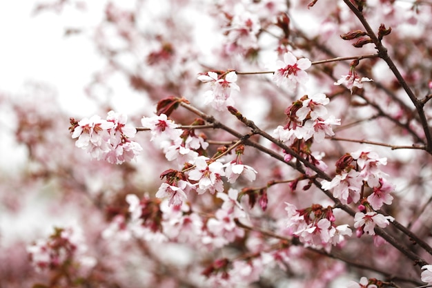 屋外の庭のピンクの桜がクローズアップ。ピンクの調子を整え、ソフトフォーカス