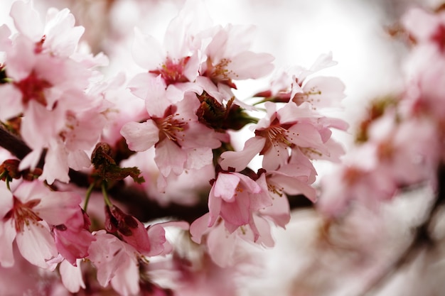 Розовая вишня в цвету в саду на открытом воздухе крупным планом. Тонирующий розовый, мягкий фокус
