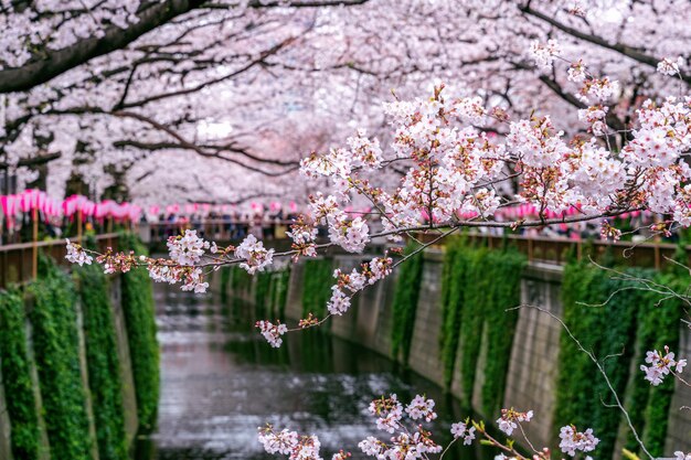 写真 運河のピンクのチェリーの花