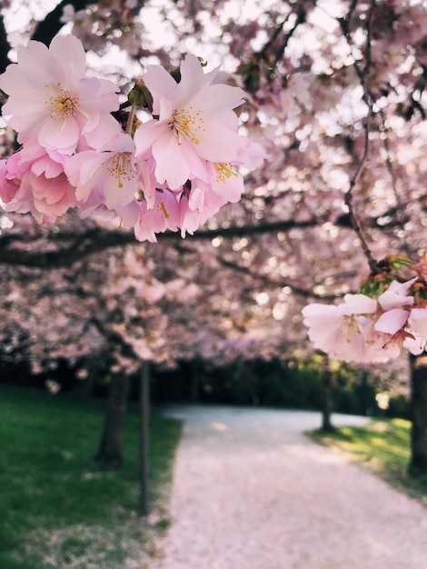 Фото Розовые вишневые цветы в парке