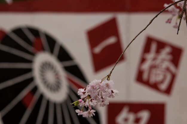 写真 春のピンクの桜の花