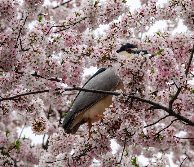 写真 春のピンクの桜の花