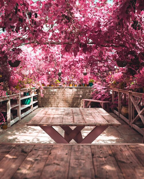 Pink cherry blossoms in park