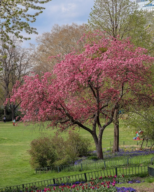 Foto fiori di ciliegio rosa nel parco