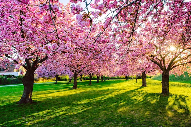 Photo pink cherry blossoms in park