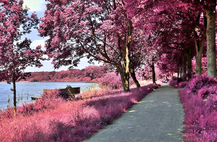 Photo pink cherry blossoms on road amidst trees