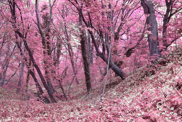 Foto fiori di ciliegio rosa in primavera