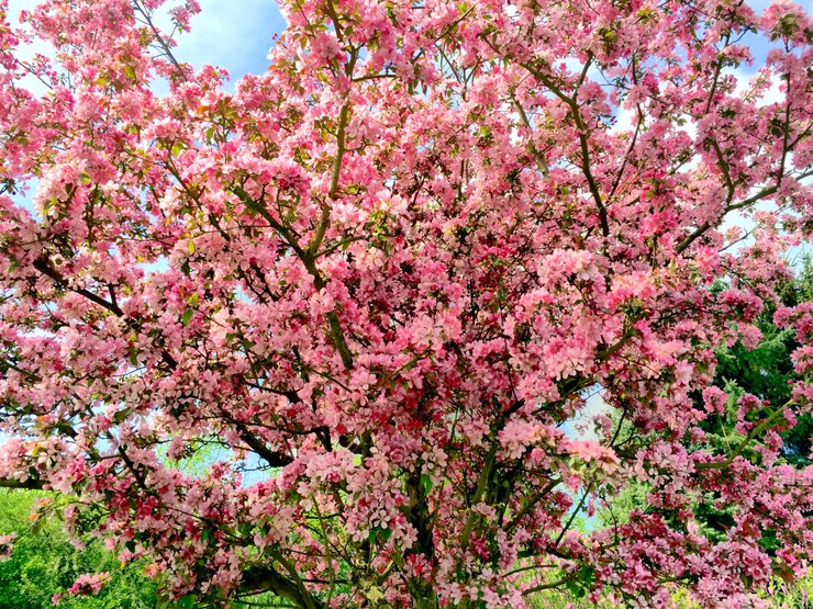 Photo pink cherry blossoms in spring