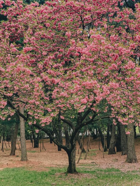 Foto fiori di ciliegio rosa in primavera