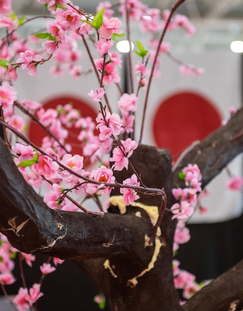 Pink cherry blossoms in spring