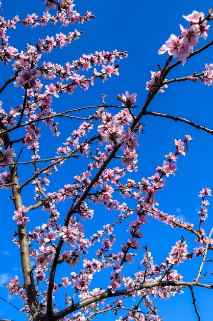 Pink Cherry Blossoms stadspark