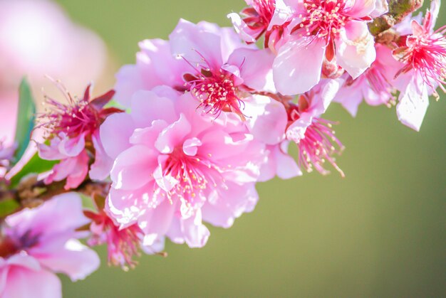 青い空とピンクの桜