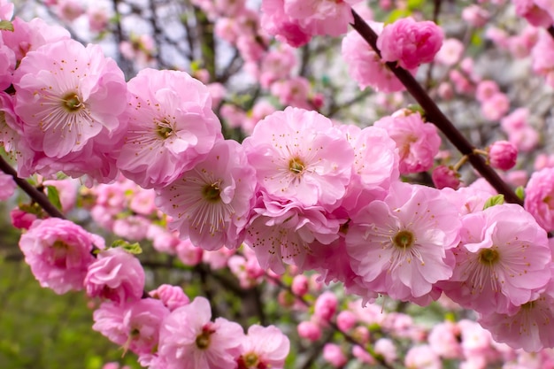 Pink cherry branch sakura tree cherry blossom sakura bud