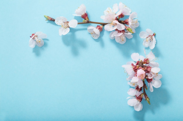 Pink cherry flowers on blue background