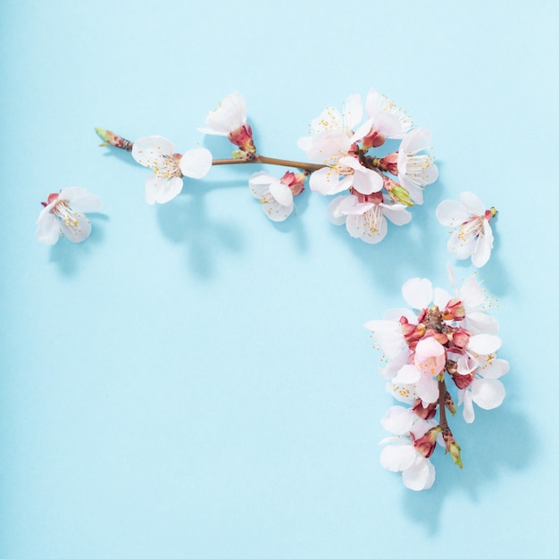 Pink cherry flowers on blue background