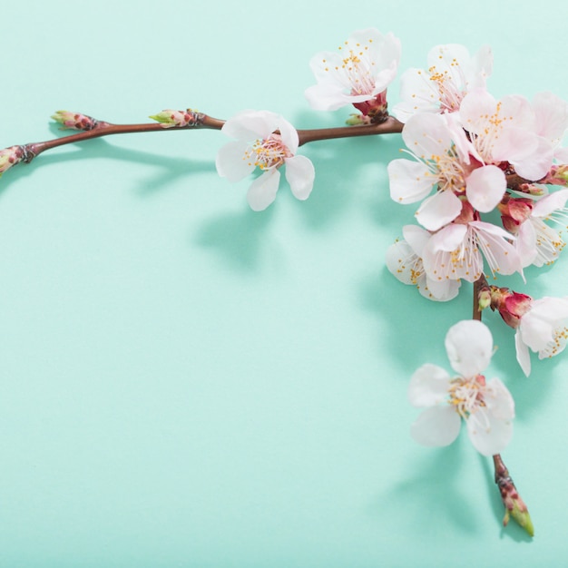 緑の背景にピンクの桜の花