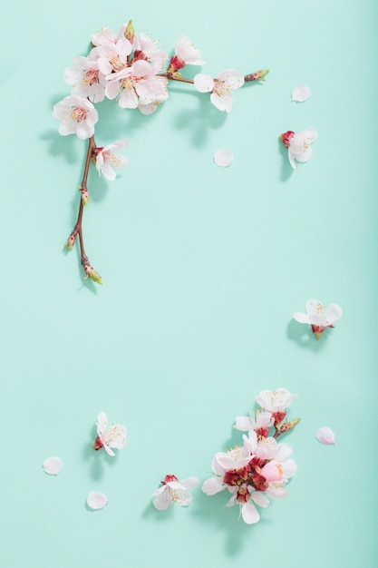 Photo pink cherry flowers on green background