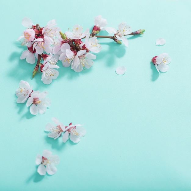 Pink cherry flowers on green background