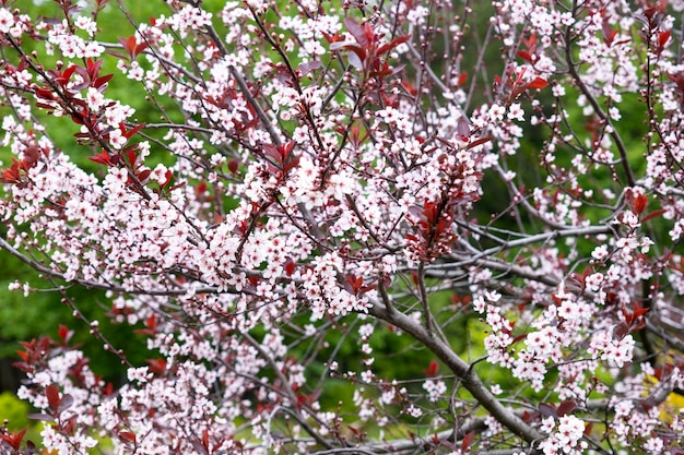 春のピンクの桜 ピンクの桜の葉 開花のリンゴの木 春の背景 自然の自然なエコ化粧品の優しさ