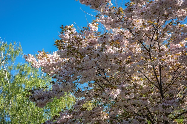 青空を背景にピンクの桜の花