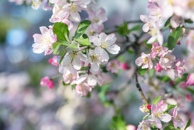 ぼやけた背景にピンクの桜の花セレクティブフォーカスをクローズアップ