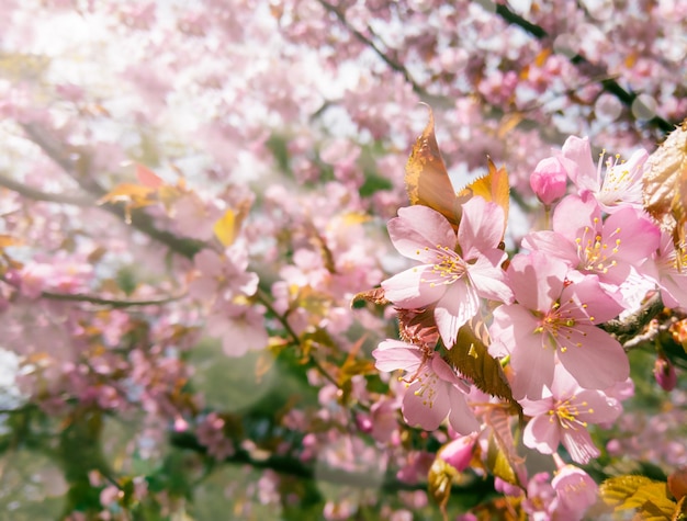 Pink cherry tree blossom with sun rays Stock photo