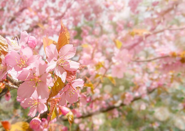 Fiore di ciliegio rosa con raggi di sole