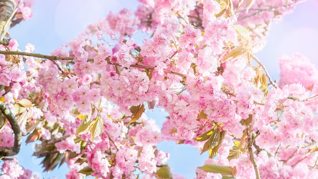 春の間に公園で咲くピンクの桜の木