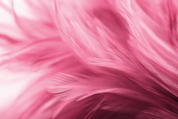 Pink chicken feathers in soft and blur style for background