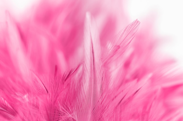 Pink chicken feathers in soft and blur style for background