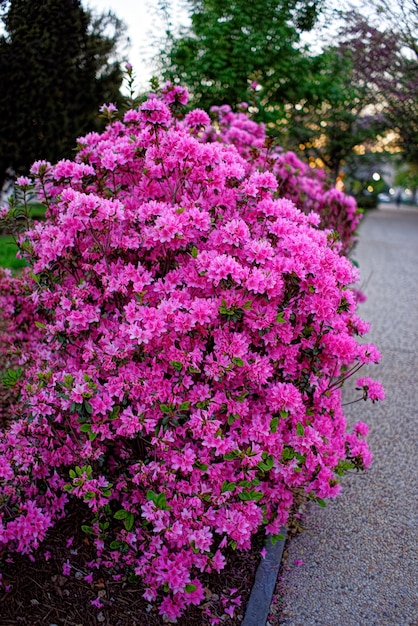 Photo pink choisya or mexican orange located in washington d.c., usa. plenty of various flowers and their species can be found in the floral library situated in the national mall.