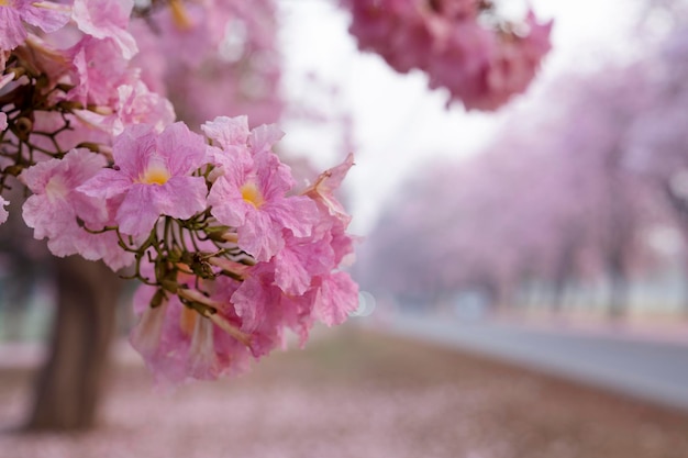 Pink Chompoo Panthip цветет в парке