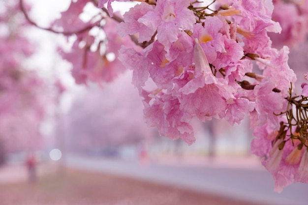 Photo the pink chompoo panthip is blooming in the park