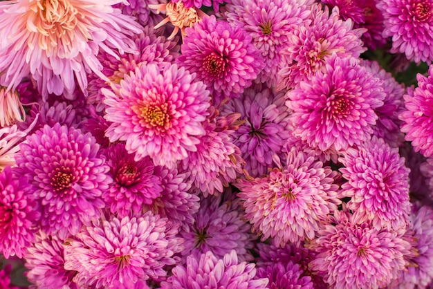 Pink chrysanthemum in autumn garden