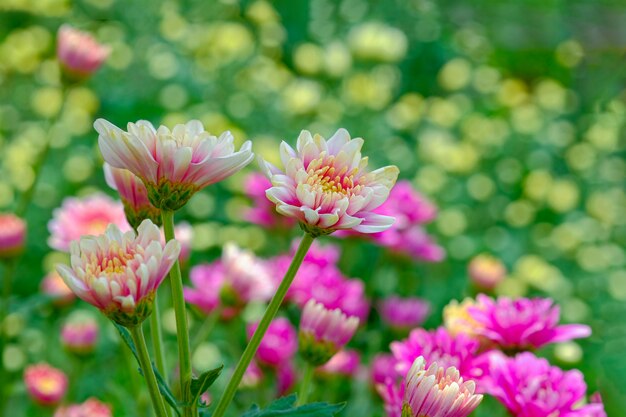 Pink Chrysanthemum flower in the gerden