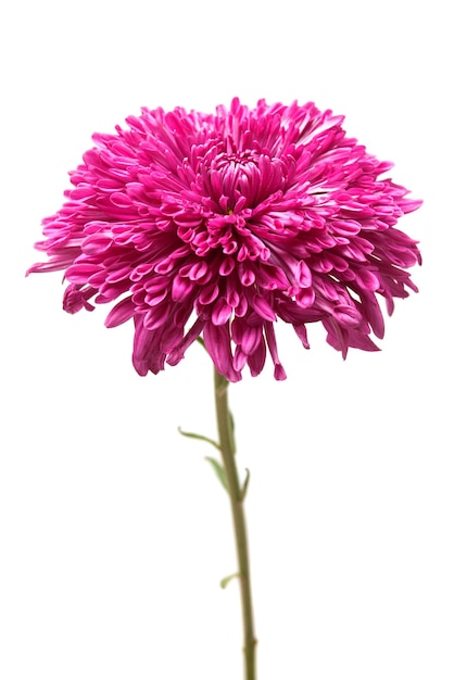 Pink chrysanthemum flower macro isolated on white background. Flat lay, top view