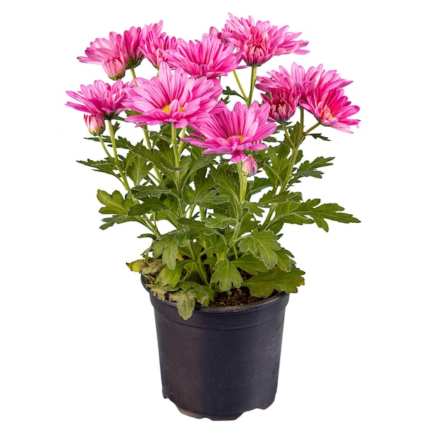 Pink chrysanthemum flower