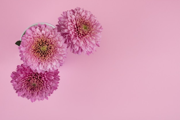 Pink chrysanthemum flowers against a pink background