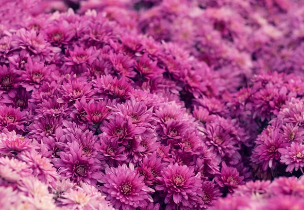 Pink chrysanthemum flowers as a solid background