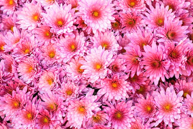 Pink chrysanthemum flowers close up on the bush
