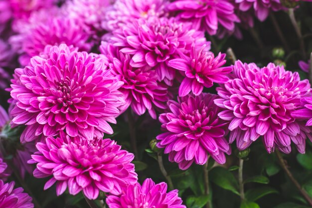 Pink chrysanthemum flowers. Floral background. blossom nature pattern.