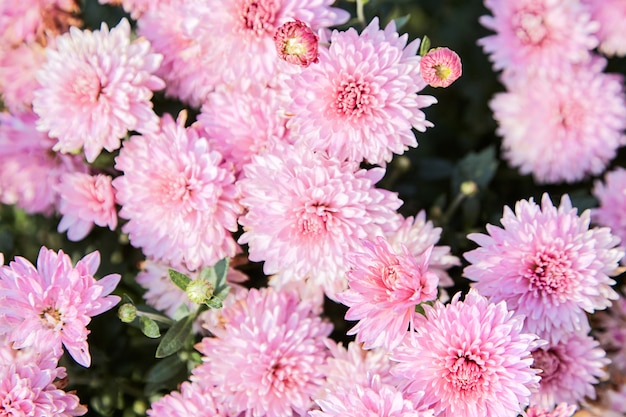 Pink chrysanthemum flowers in the garden