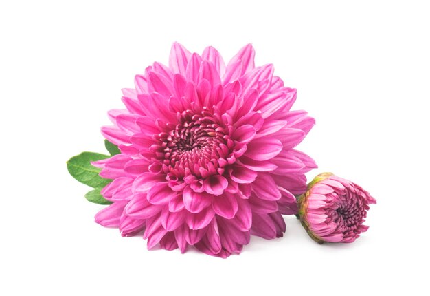 Photo pink chrysanthemum flowers isolated on white