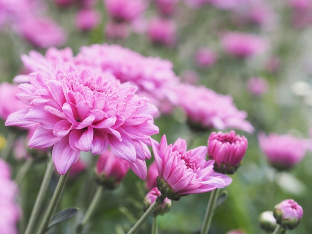 水滴とピンクの菊の花